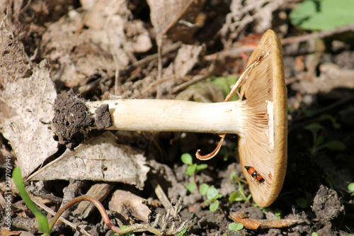 Agrocybe sp. mushroom. May, Belarus photo