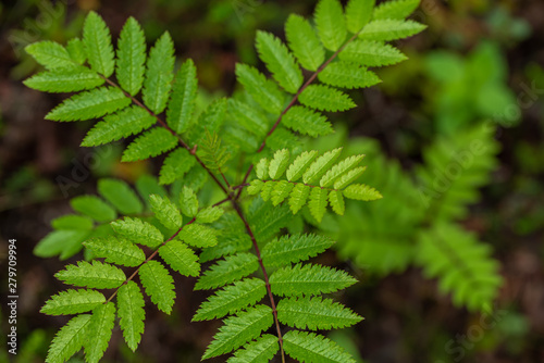 the top view on fresh green leaves of a mountain ash