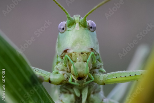 grasshopper on leaf © mehmetkrc