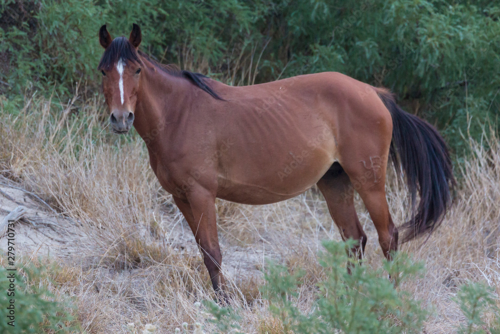 Fototapeta premium Wild deer near the Chisos Basin in Big Bend National Park (Texas).