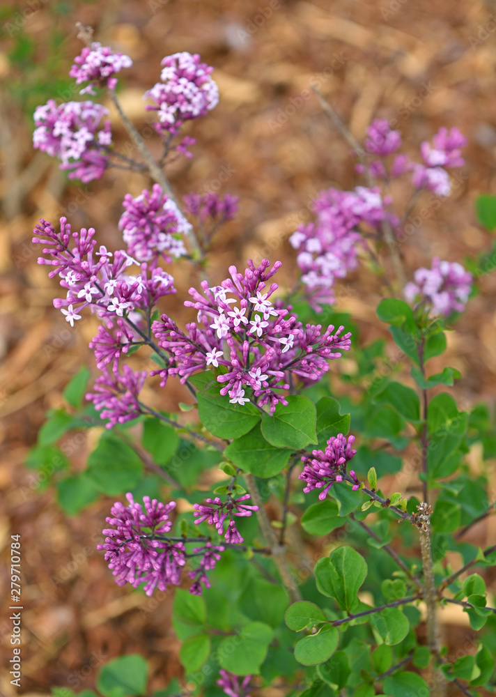 Syringa vulgaris (lilac or common lilac), species of flowering plant in olive family Oleaceae
