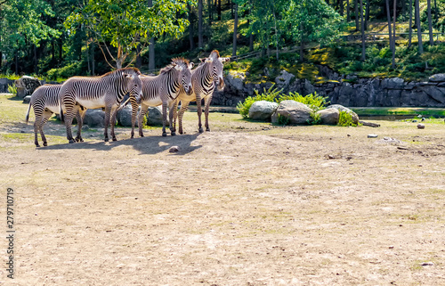 The Grevy zebra (Equus grevyi) is the largest of all wild equines and most threatened of the three species of zebra.