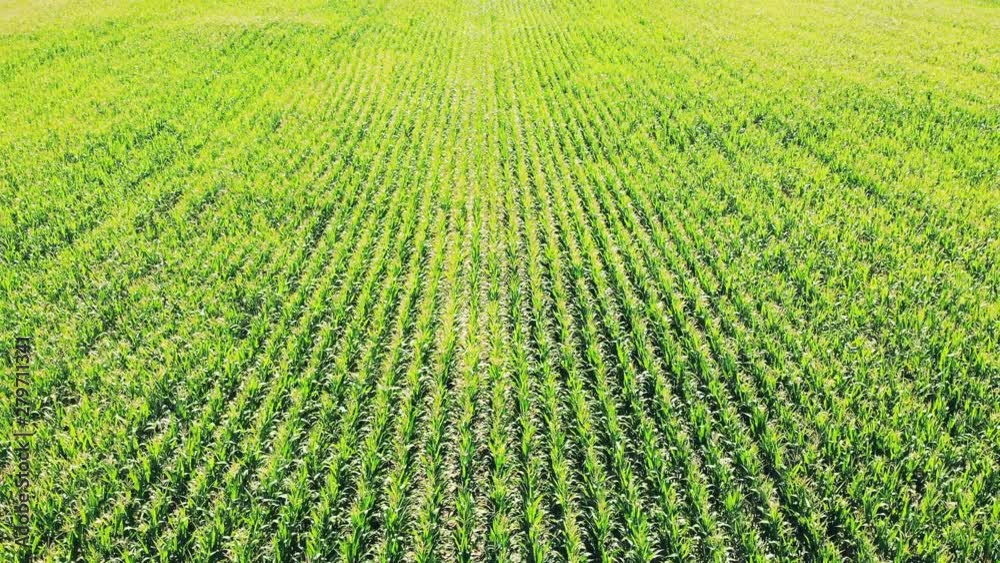 Aerial video of a farm field. Agricultural field with growing corn. Harvest in the process of ripening. Aerial video of a farm field. Agricultural field with growing corn. Harvest in the process of ripening.