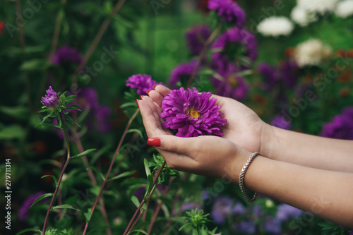 Female hands holding a purple flower.