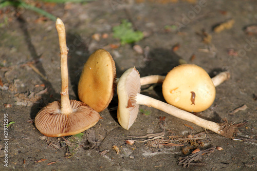 Agrocybe pediades (syn. Agrocybe semiorbicularis). May, Belarus photo