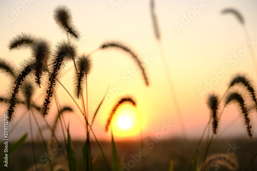 Wild grass silhouettes against sunset sky photo