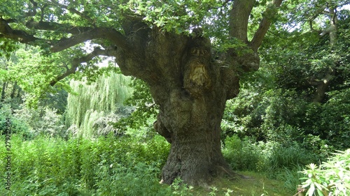 The King Oak of Norfolk 4
