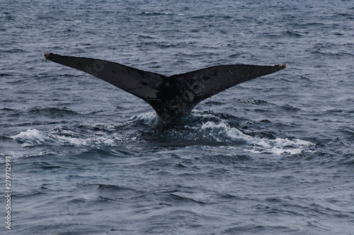 The tail of a humpback whale, Megaptera novaeangliae, splashing water around