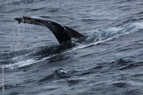 The tail of a humpback whale, Megaptera novaeangliae, splashing water around © pangamedia