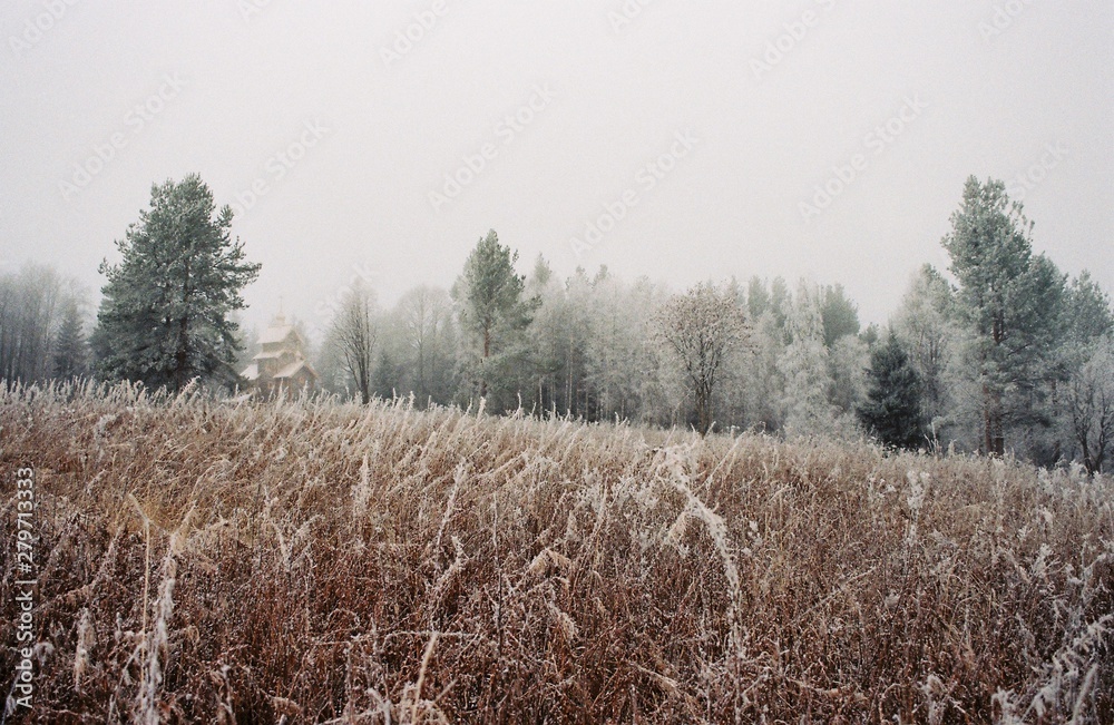 Field of heather during a frost with a wooden church and a dense forest in the background Field of heather during a frost with a wooden church and a dense forest in the background