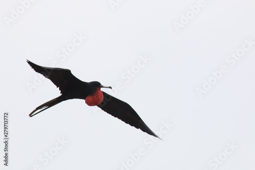 A close up of a magnificent frigatebird, Fregata magnificen, flying photo