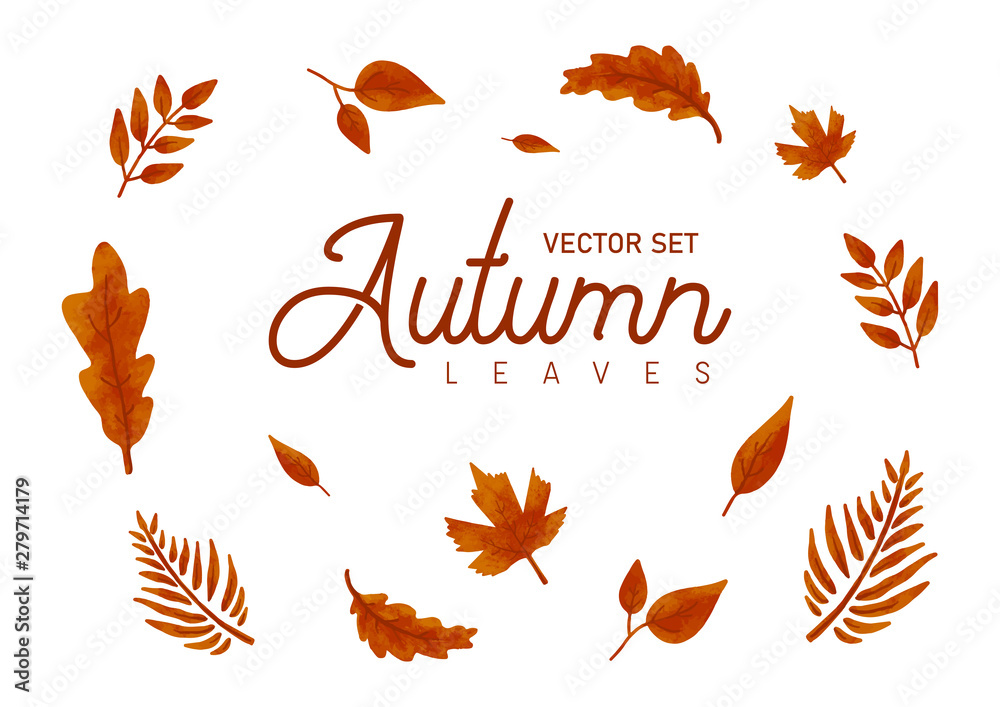 Autumn leaves hand drawn elements collection fall season graphic , leaf orange maple , oak , with decorative material . vector set