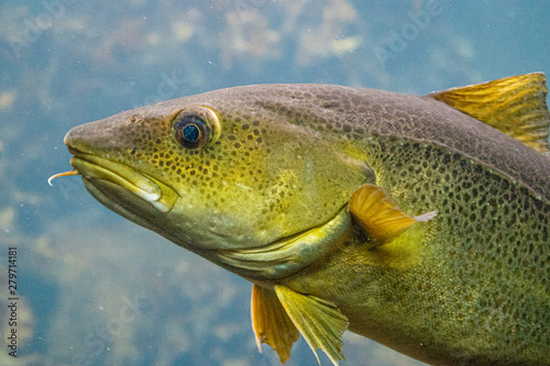 Photography Cod