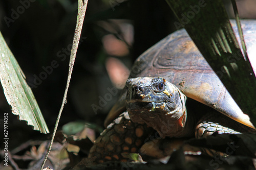 Close up of a yellow footed turtle, Chelonoidis denticulata with leaves in the background photo