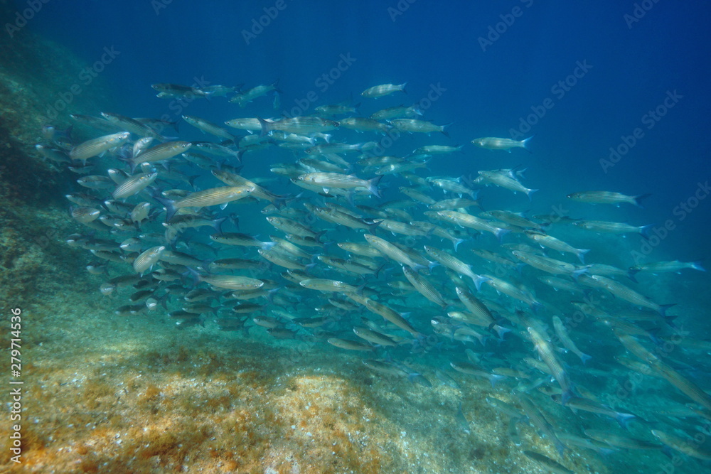 Mullet school of fish underwater in the Mediterranean sea, Spain, Costa Brava, Cap de Creus