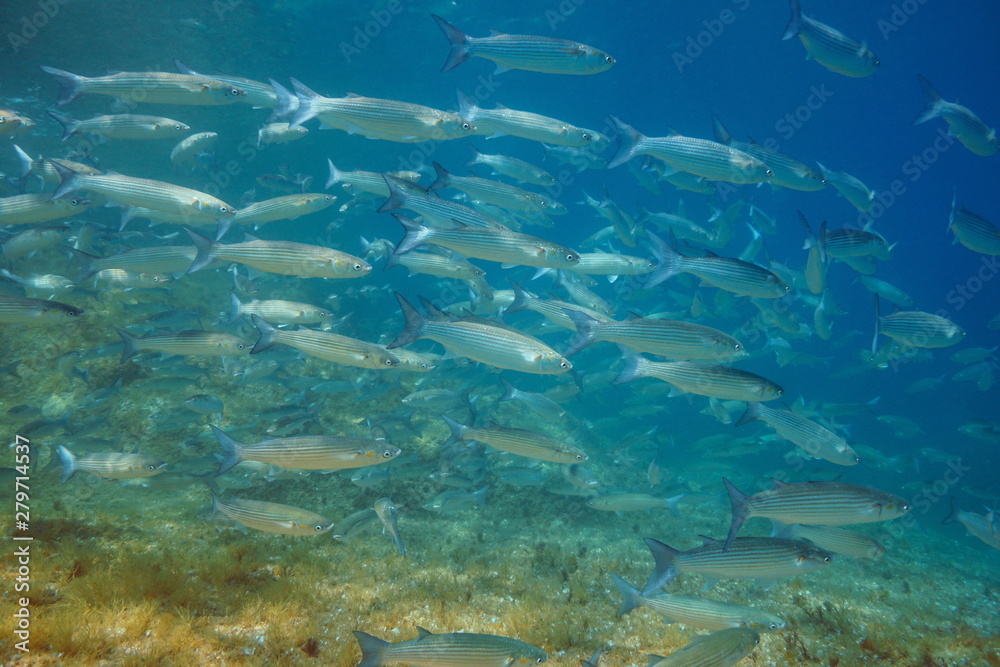 Fototapeta premium Mullets fish school underwater in the Mediterranean sea, Spain, Costa Brava, Cap de Creus