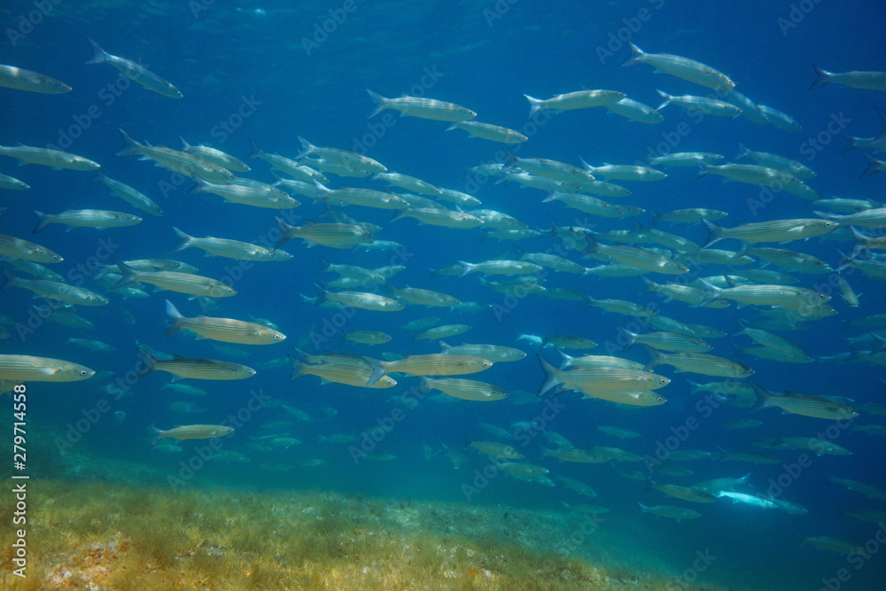 Obraz premium School of fish in the Mediterranean sea mullets underwater, Spain, Costa Brava, Cap de Creus
