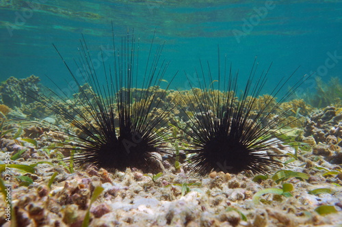 Underwater two long spined sea urchins  Diadema antillarum  on the seabed in the Caribbean sea