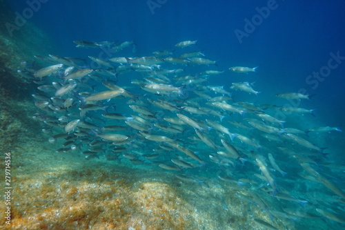 Mullet school of fish underwater in the Mediterranean sea, Spain, Costa Brava, Cap de Creus