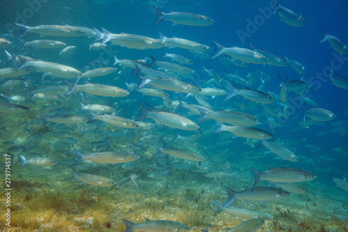 Mullets fish school underwater in the Mediterranean sea, Spain, Costa Brava, Cap de Creus