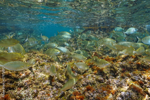 Seabreams fish shoal in Mediterranean sea below water surface, Costa Brava, Catalonia, Spain