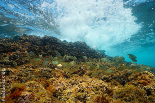 Shoal of fish  Sarpa salpa  with wave breaking on rock underwater  Mediterranean sea  Spain  Costa Brava  Catalonia