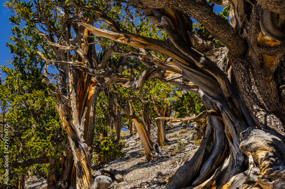 Bristlecone Forest