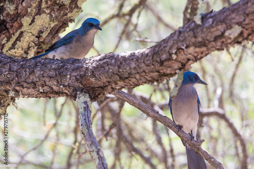 Wild Mexican Jay perched on a branch in the Chisos Basin of Big Bend National Park (Texas). photo