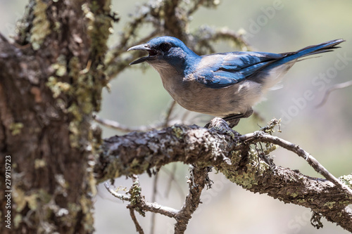 Wild Mexican Jay perched on a branch in the Chisos Basin of Big Bend National Park (Texas). photo