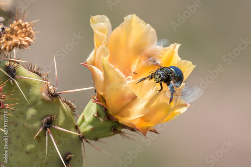 A bee sucking nectar from a prickly pear cactus flower in Big Bend National Park (Texas).