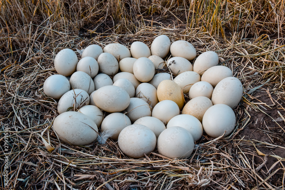 Greater rhea eggs in nest, Patagonia, Argentina Stock Photo | Adobe Stock
