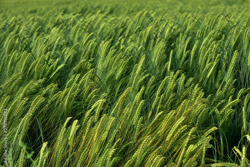 Background of a green wheat field in Germany Background of a green wheat field in Germany