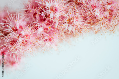 Fototapeta Naklejka Na Ścianę i Meble -  Floral background for greeting cards and texts. Beautiful pink spirea on pastel blue white background close up. Spirea in drops of dew, water.