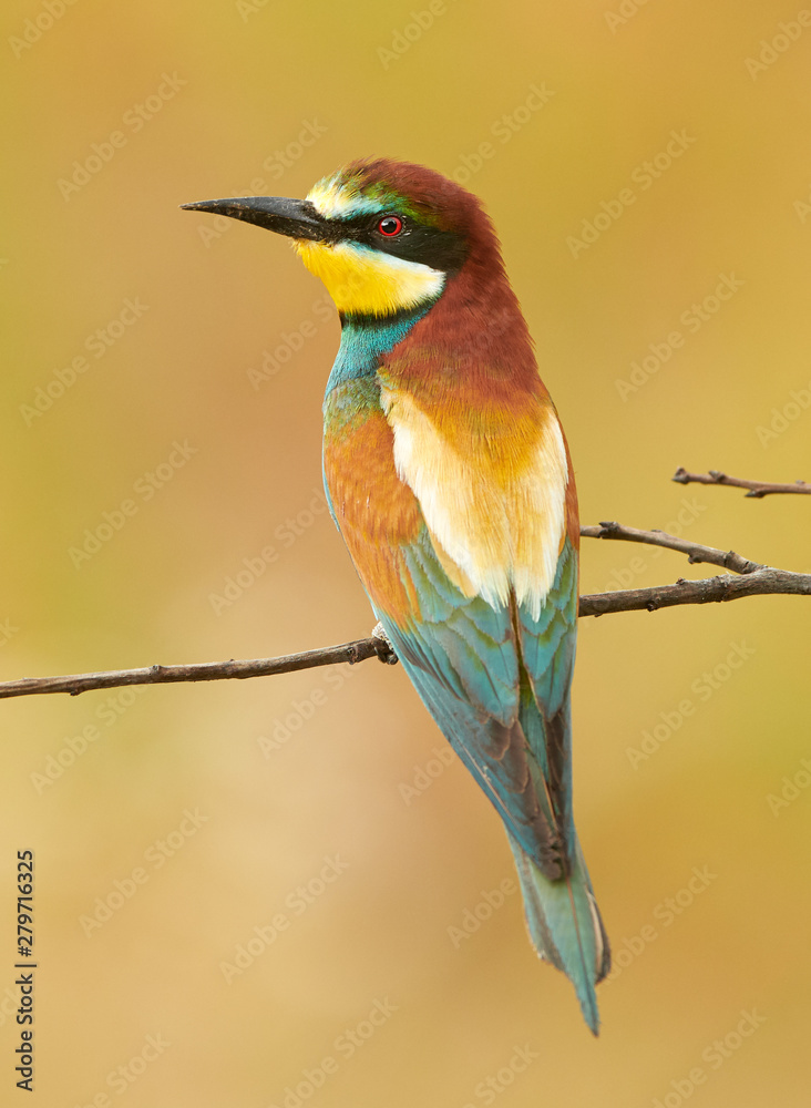 Obraz premium European bee eater (Merops apiaster)