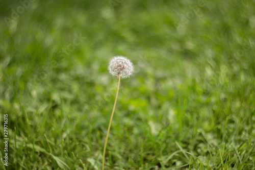 Blooming fluffy white dandelion in the green grass in the meadow. Natural green grass background. Dandelion in the field on a Sunny day. Summer meadow background