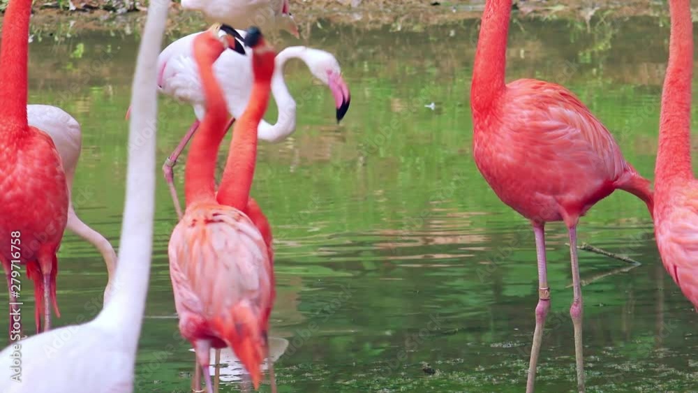 Wonderful elegant Flamingos walking in the pond. Bright reflection of beautiful pink big birds in the water. Unique colorful feathers. Amazing wildlife animal scene. Exotic tropical fauna. Slow motion Wonderful elegant Flamingos walking in the pond. Bright reflection of beautiful pink big birds in the water. Unique colorful feathers. Amazing wildlife animal scene. Exotic tropical fauna. Slow motion