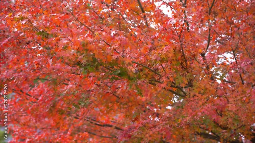 The bright red leaves of a silver birch blow gently in the Autumn breeze signalling the end of summer The bright red leaves of a silver birch blow gently in the Autumn breeze signalling the end of summer