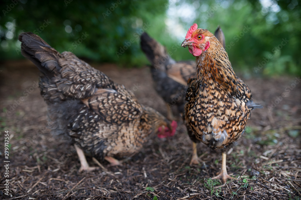 Fototapeta premium Chicken breed Kuchinskaya-anniversary looking in the frame, and the other chicken walking near and looking for food in the old straw. Two beautiful, colorful chickens roam freely in the yard