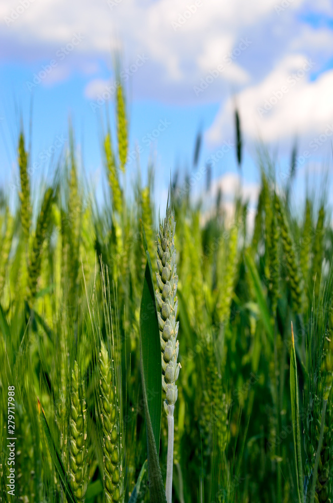 Young ears of wheat grow in the field. Harvest cereals in agriculture. Young ears of wheat grow in the field. Harvest cereals in agriculture.