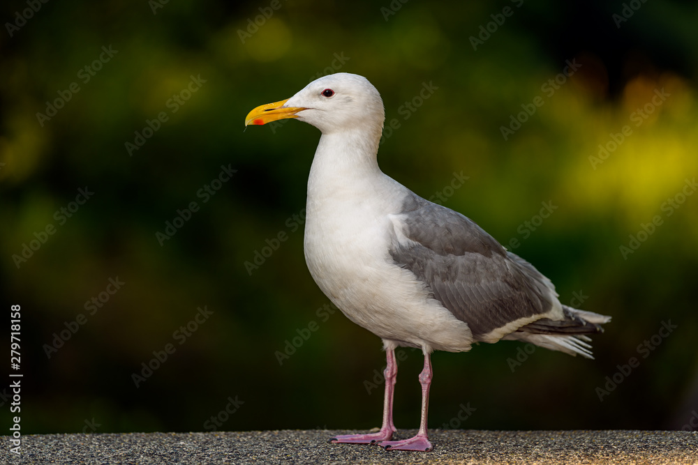 Glaucous-winged Gull (Larus glaucescens) standing on pier at the seaside, Vancouver, British Columbia, Canada Glaucous-winged Gull (Larus glaucescens) standing on pier at the seaside, Vancouver, British Columbia, Canada