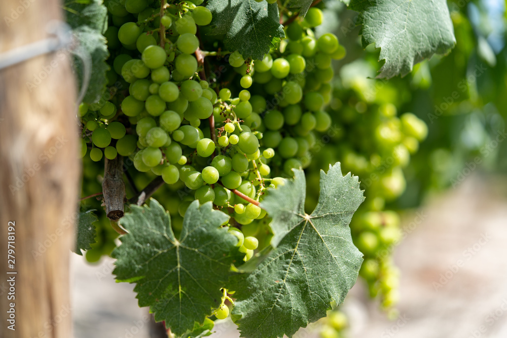 Grapes at local winery in Palmela region Grapes at local winery in Palmela region