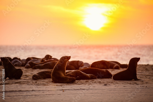 Seal colony at sunset