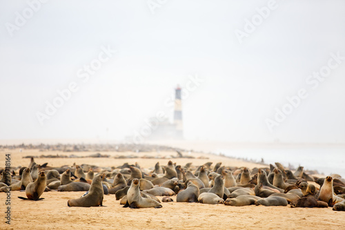Plakat Seal colony in Namibia