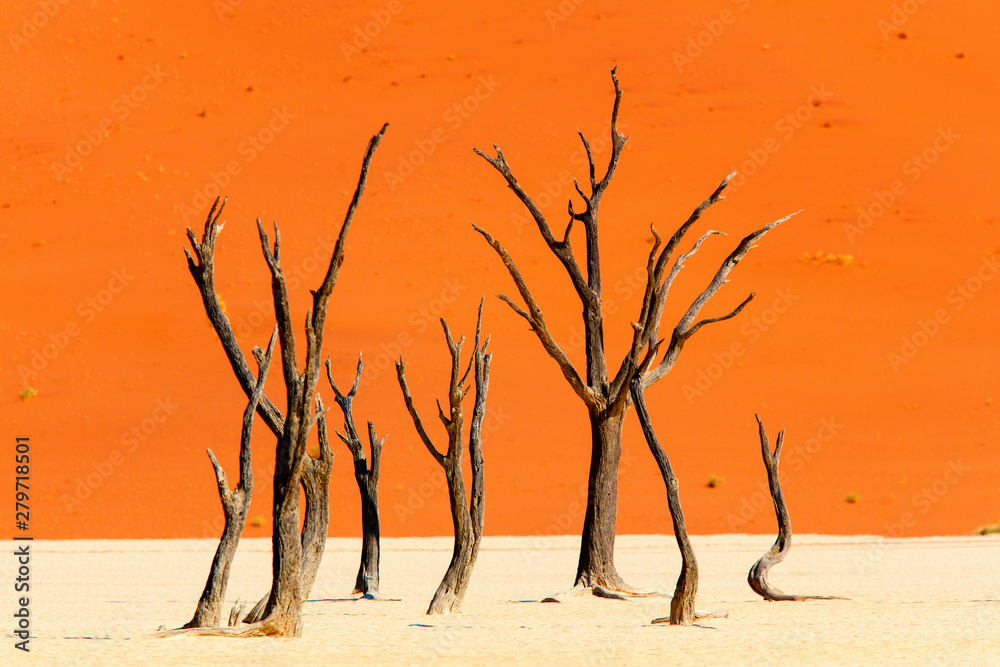 Dead camelthorn trees against red dunes Dead camelthorn trees against red dunes