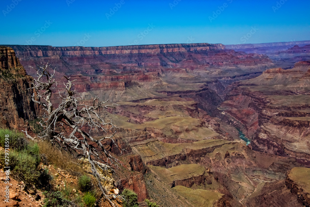 Grand Canyon in Arizona with Colorado River View and Dead Tree in Foreground