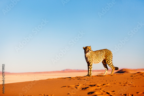 Cheetah in dunes photo