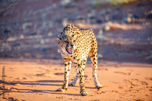 Close up of cheetah photo