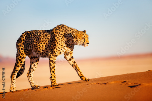 Cheetah in dunes photo