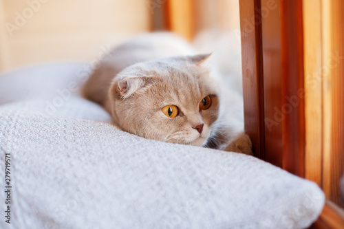 Lazy lovely fluffy cat lying near the window on the pillow. Beige tabby cute kitten with beautiful eyes relaxing on window sill. Friend of human. Animal lover.