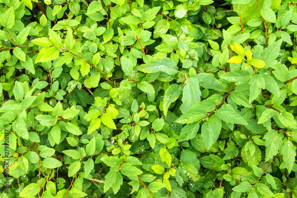 Bright green juicy leaves textured background Bright green juicy leaves textured background